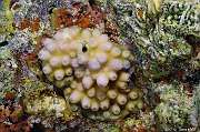 Astreopora myriophthalma-Safaga Tobia kebir-18m-20171120-Denis-ADER-DSC_3132_tn